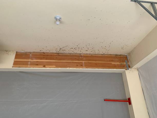 Best Airborne Mold Testing  in Wimberley, TX