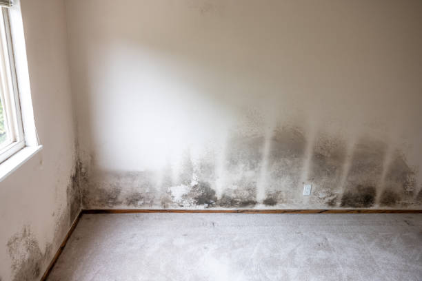Mold Remediation for Rental Properties in Wimberley, TX