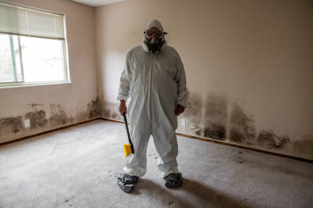Trusted Wimberley, TX Mold Removal Experts